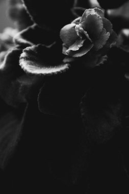 Ev içinde canlı bitkiler, yakın plan çiçeklerin siyah beyaz hayatları.