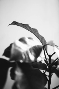 Ev içinde canlı bitkiler, yakın plan çiçeklerin siyah beyaz hayatları.