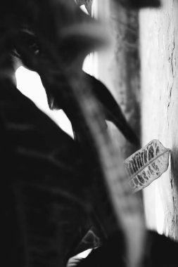 Ev içinde canlı bitkiler, yakın plan çiçeklerin siyah beyaz hayatları.