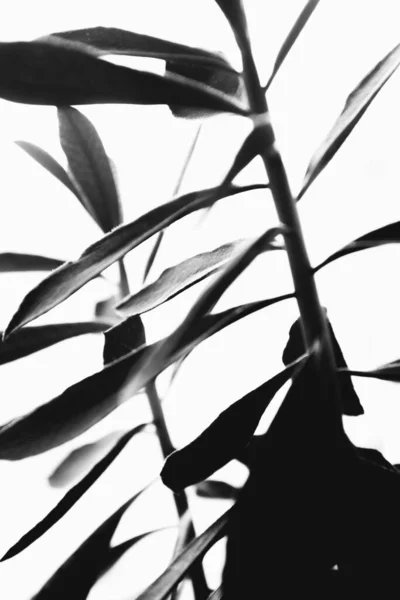 Élő Növények Hazai Belső Fekete Fehér Csendélet Virágok Közelkép — Stock Fotó