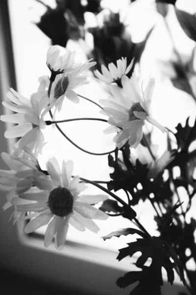 Levande Växter Hemmet Interiör Svart Och Vitt Stilleben Blommor Närbild — Stockfoto