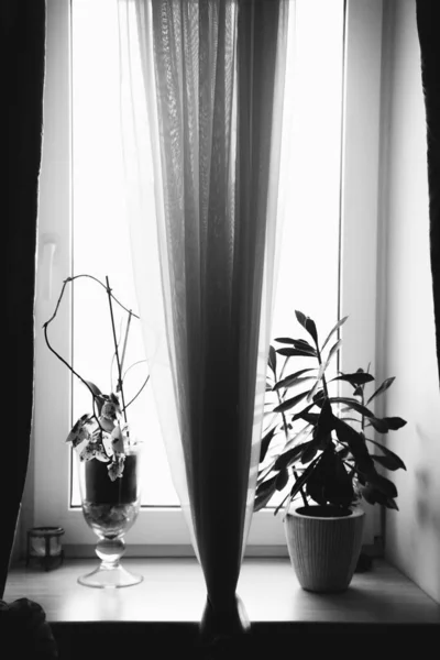 Plante Vii Interiorul Casei Alb Negru Încă Viață Flori Close — Fotografie, imagine de stoc