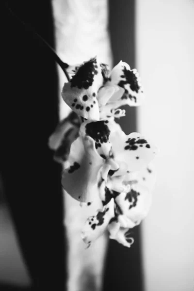 Live Plants Home Interior Black White Still Lifes Flowers Close — Stock Photo, Image
