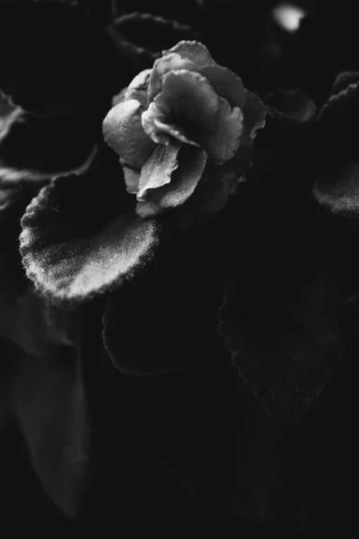 家居生活着植物 黑白相间的花朵依然生机勃勃 — 图库照片