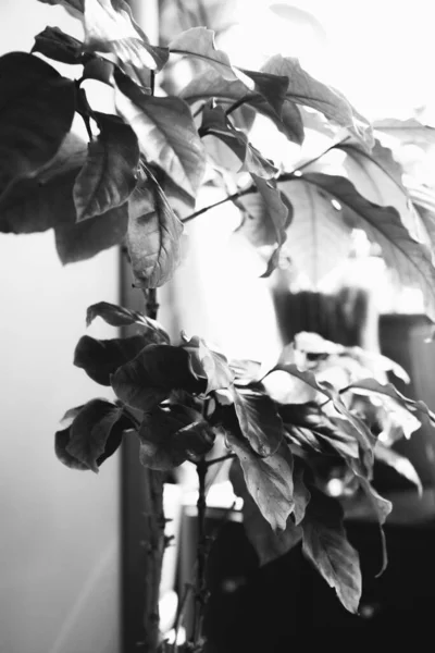 Živé Rostliny Interiéru Domu Černé Bílé Zátiší Květin Zblízka — Stock fotografie