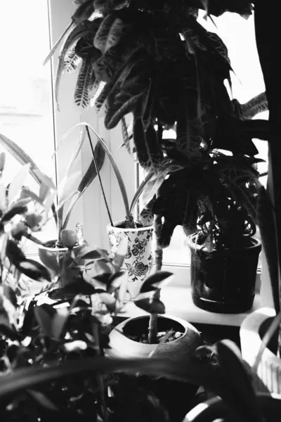Plantas Vivas Interior Casa Preto Branco Ainda Vidas Flores Close — Fotografia de Stock