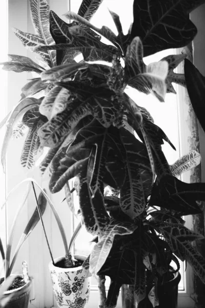 Живые Растения Интерьере Дома Черно Белые Натюрморты Цветов Крупным Планом — стоковое фото