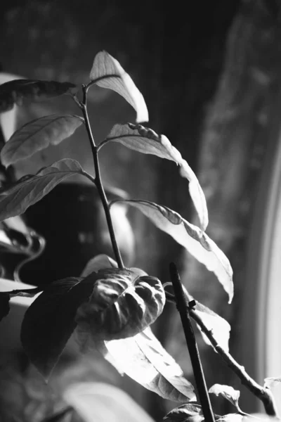 Live Plants Home Interior Black White Still Lifes Flowers Close — Stock Photo, Image