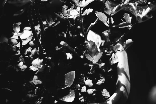 Lebende Pflanzen Heimischen Interieur Schwarz Weiße Blumenstillleben Nahaufnahme — Stockfoto