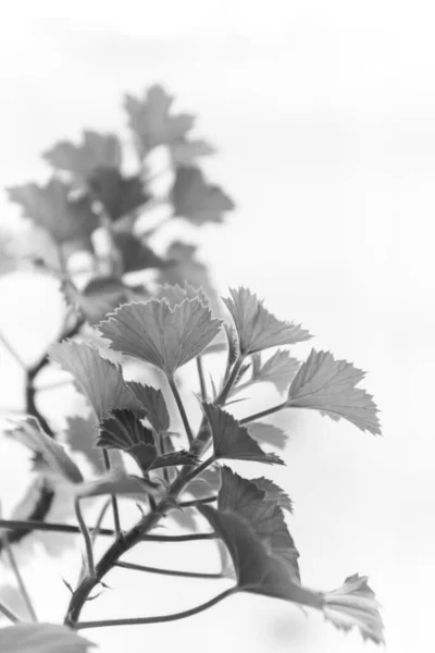 Живі Рослини Домашньому Інтер Єрі Чорно Білий Натюрморт Квітами Крупним — стокове фото