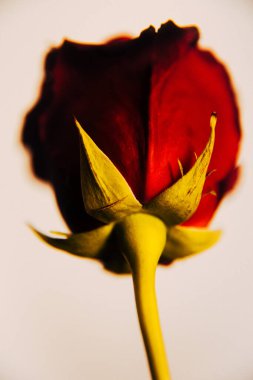 Sonbahar fotoğrafı, sıcak bej arka planda gül. Fotoğraf stüdyosundaki bitkilerin yaşamı. Minimalizm, makro fotoğrafçılık, yakın çekim
