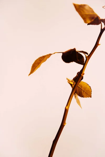 Jesienne Zdjęcie Róża Ciepłym Beżowym Tle Martwa Natura Roślin Studiu — Zdjęcie stockowe