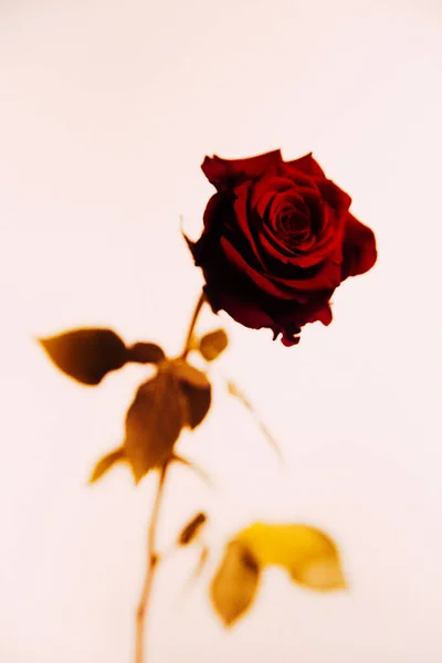 Podzimní Fotografie Růže Teplém Béžovém Pozadí Zátiší Rostlin Fotoateliéru Minimalismus — Stock fotografie