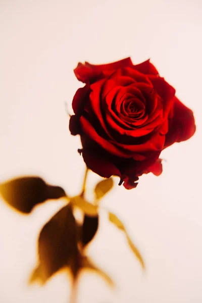 Photo Automne Rose Sur Fond Beige Chaud Nature Morte Des — Photo