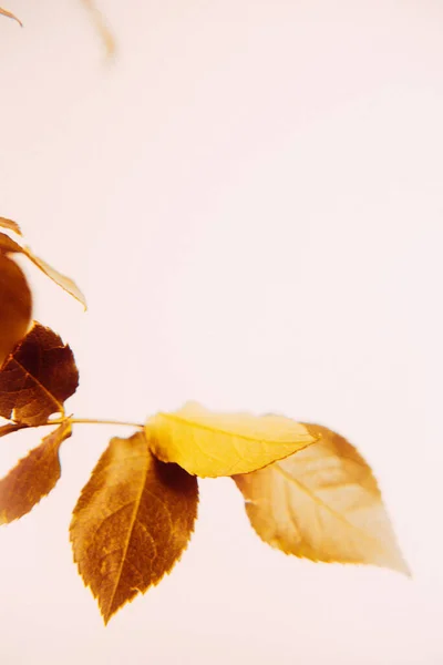 Herbstfoto Rose Auf Warmbeigem Hintergrund Stillleben Von Pflanzen Fotostudio Minimalismus — Stockfoto
