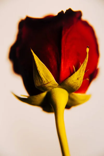 Photo Automne Rose Sur Fond Beige Chaud Nature Morte Des — Photo