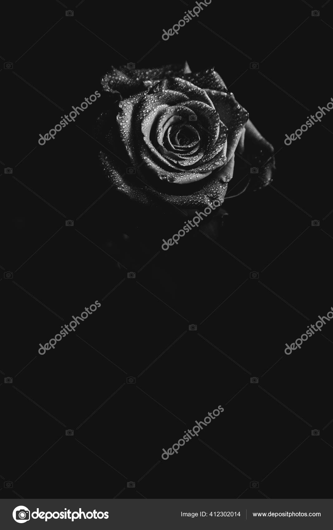 Black White Photo Blooming Rose Dark Background Drops Water Dew Stock Photo  by ©NatashaSergeeva 412302014