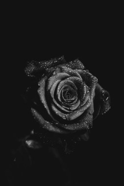 Koyu arkaplanda çiçek açan bir gülün siyah beyaz fotoğrafı. Su damlaları, bitkinin yapraklarındaki çiğ taneleri. Yakın çekim, sanat fotoğrafçılığı, sanat ve minimalizm