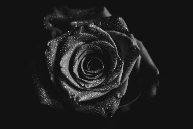 Koyu arkaplanda çiçek açan bir gülün siyah beyaz fotoğrafı. Su damlaları, bitkinin yapraklarındaki çiğ taneleri. Yakın çekim, sanat fotoğrafçılığı, sanat ve minimalizm