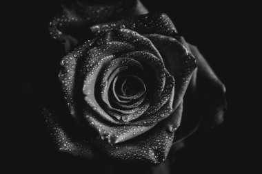 Koyu arkaplanda çiçek açan bir gülün siyah beyaz fotoğrafı. Su damlaları, bitkinin yapraklarındaki çiğ taneleri. Yakın çekim, sanat fotoğrafçılığı, sanat ve minimalizm