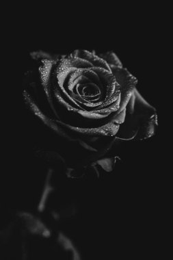Koyu arkaplanda çiçek açan bir gülün siyah beyaz fotoğrafı. Su damlaları, bitkinin yapraklarındaki çiğ taneleri. Yakın çekim, sanat fotoğrafçılığı, sanat ve minimalizm