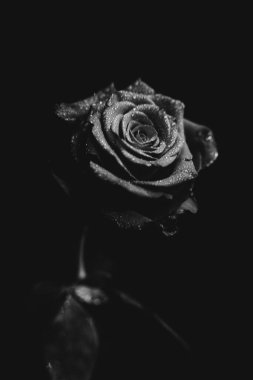 Koyu arkaplanda çiçek açan bir gülün siyah beyaz fotoğrafı. Su damlaları, bitkinin yapraklarındaki çiğ taneleri. Yakın çekim, sanat fotoğrafçılığı, sanat ve minimalizm