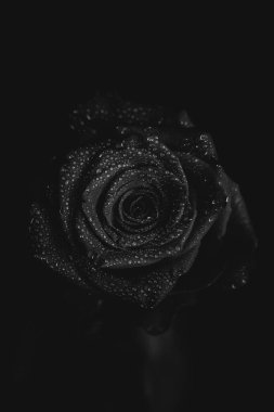 Koyu arkaplanda çiçek açan bir gülün siyah beyaz fotoğrafı. Su damlaları, bitkinin yapraklarındaki çiğ taneleri. Yakın çekim, sanat fotoğrafçılığı, sanat ve minimalizm