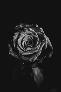Koyu arkaplanda çiçek açan bir gülün siyah beyaz fotoğrafı. Su damlaları, bitkinin yapraklarındaki çiğ taneleri. Yakın çekim, sanat fotoğrafçılığı, sanat ve minimalizm