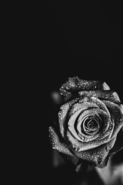 Koyu arkaplanda çiçek açan bir gülün siyah beyaz fotoğrafı. Su damlaları, bitkinin yapraklarındaki çiğ taneleri. Yakın çekim, sanat fotoğrafçılığı, sanat ve minimalizm