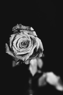 Koyu arkaplanda çiçek açan bir gülün siyah beyaz fotoğrafı. Su damlaları, bitkinin yapraklarındaki çiğ taneleri. Yakın çekim, sanat fotoğrafçılığı, sanat ve minimalizm