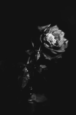 Koyu arkaplanda çiçek açan bir gülün siyah beyaz fotoğrafı. Su damlaları, bitkinin yapraklarındaki çiğ taneleri. Yakın çekim, sanat fotoğrafçılığı, sanat ve minimalizm