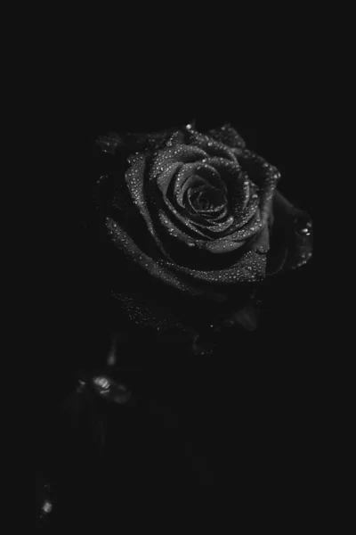 Foto Blanco Negro Una Rosa Flor Sobre Fondo Oscuro Gotas — Foto de Stock