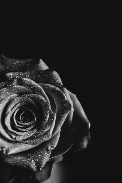 Fekete Fehér Fénykép Egy Virágzó Rózsáról Sötét Háttérrel Vízcseppek Harmat — Stock Fotó