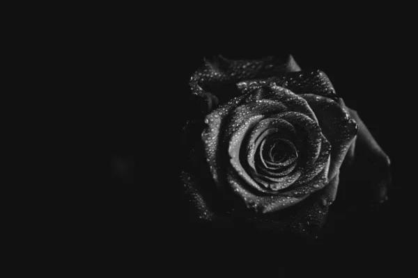 Koyu arkaplanda çiçek açan bir gülün siyah beyaz fotoğrafı. Su damlaları, bitkinin yapraklarındaki çiğ taneleri. Yakın çekim, sanat fotoğrafçılığı, sanat ve minimalizm