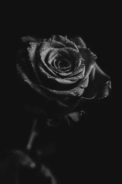 Black White Photo Blooming Rose Dark Background Drops Water Dew — Stock Photo, Image