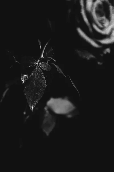 Photo Noir Blanc Une Rose Fleurs Sur Fond Sombre Gouttes — Photo