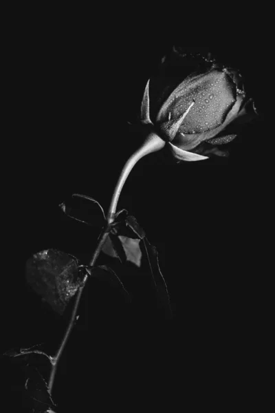 Ασπρόμαυρη Φωτογραφία Ενός Ανθισμένου Τριαντάφυλλου Σκούρο Φόντο Σταγόνες Νερού Δροσιά — Φωτογραφία Αρχείου