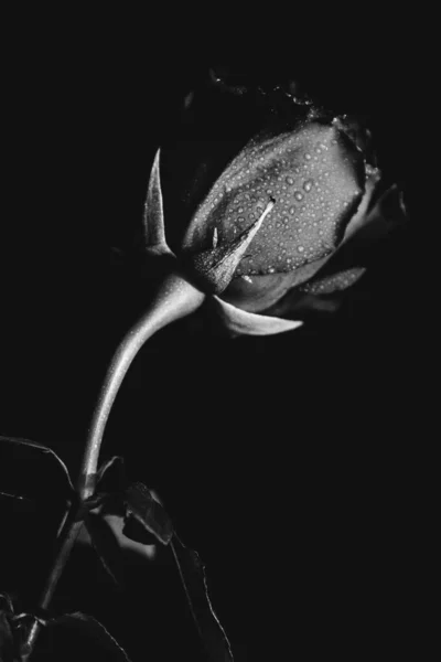 Black White Photo Blooming Rose Dark Background Drops Water Dew — Stock Photo, Image