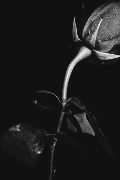 Foto Preto Branco Uma Rosa Florescente Fundo Escuro Gotas Água — Fotografia de Stock