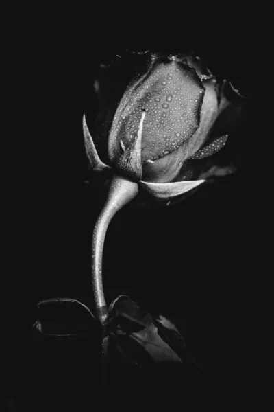 Black and white photo of a blooming rose on a dark background. Drops of water, dew on the petals of the plant. Close-up, art photography, art and minimalism