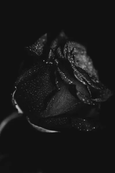 Foto Blanco Negro Una Rosa Flor Sobre Fondo Oscuro Gotas — Foto de Stock