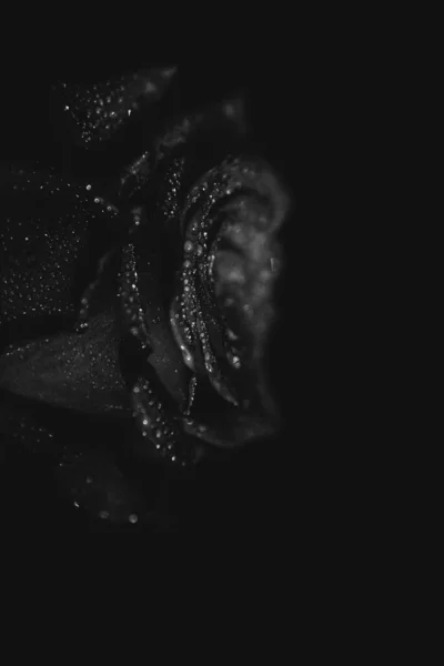 Foto Blanco Negro Una Rosa Flor Sobre Fondo Oscuro Gotas — Foto de Stock