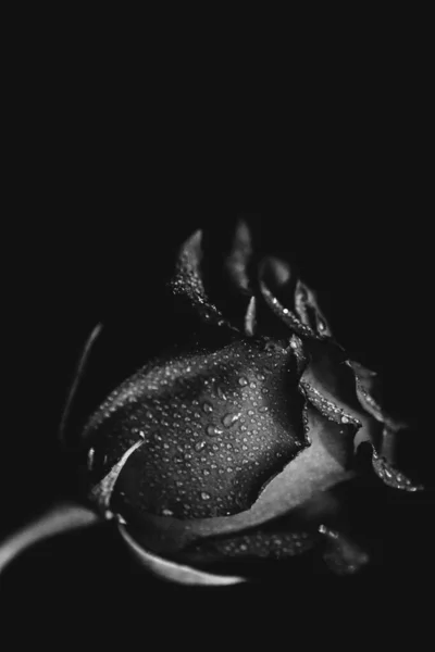 Чорно Біле Фото Квітучої Троянди Темному Тлі Краплі Води Роса — стокове фото