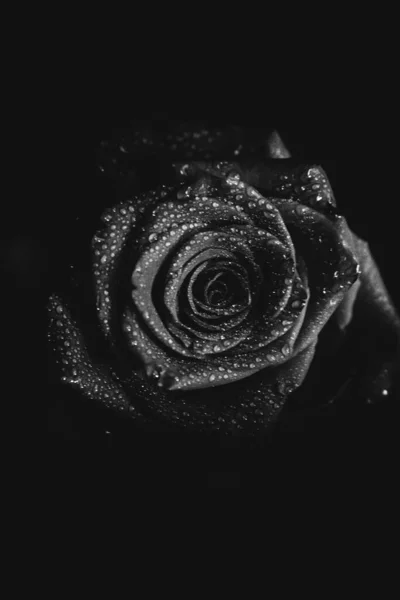 Koyu arkaplanda çiçek açan bir gülün siyah beyaz fotoğrafı. Su damlaları, bitkinin yapraklarındaki çiğ taneleri. Yakın çekim, sanat fotoğrafçılığı, sanat ve minimalizm