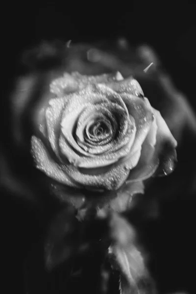 Photo Noir Blanc Une Rose Fleurs Sur Fond Sombre Gouttes — Photo