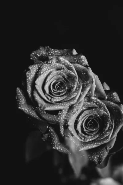 Koyu arkaplanda çiçek açan bir gülün siyah beyaz fotoğrafı. Su damlaları, bitkinin yapraklarındaki çiğ taneleri. Yakın çekim, sanat fotoğrafçılığı, sanat ve minimalizm