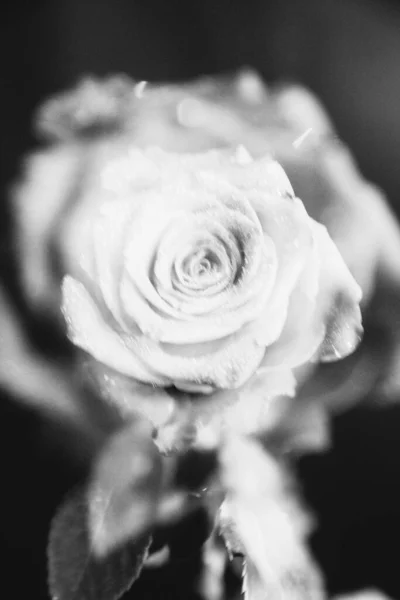 Foto Preto Branco Uma Rosa Florescente Fundo Escuro Gotas Água — Fotografia de Stock