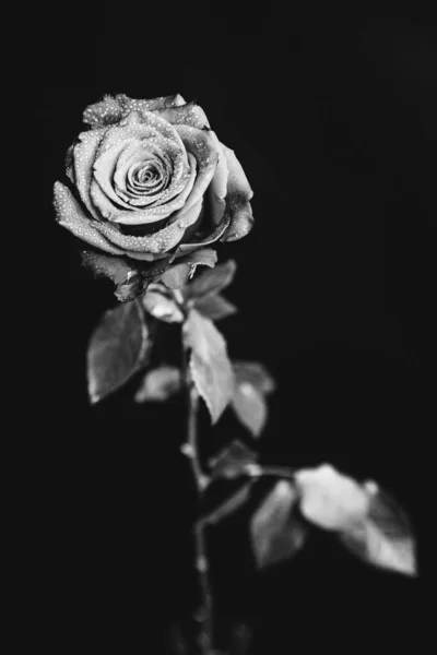 Black White Photo Blooming Rose Dark Background Drops Water Dew — Stock Photo, Image