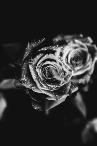 Black White Photo Blooming Rose Dark Background Drops Water Dew — Stock Photo, Image