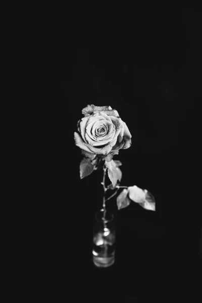 Photo Noir Blanc Une Rose Fleurs Sur Fond Sombre Gouttes — Photo